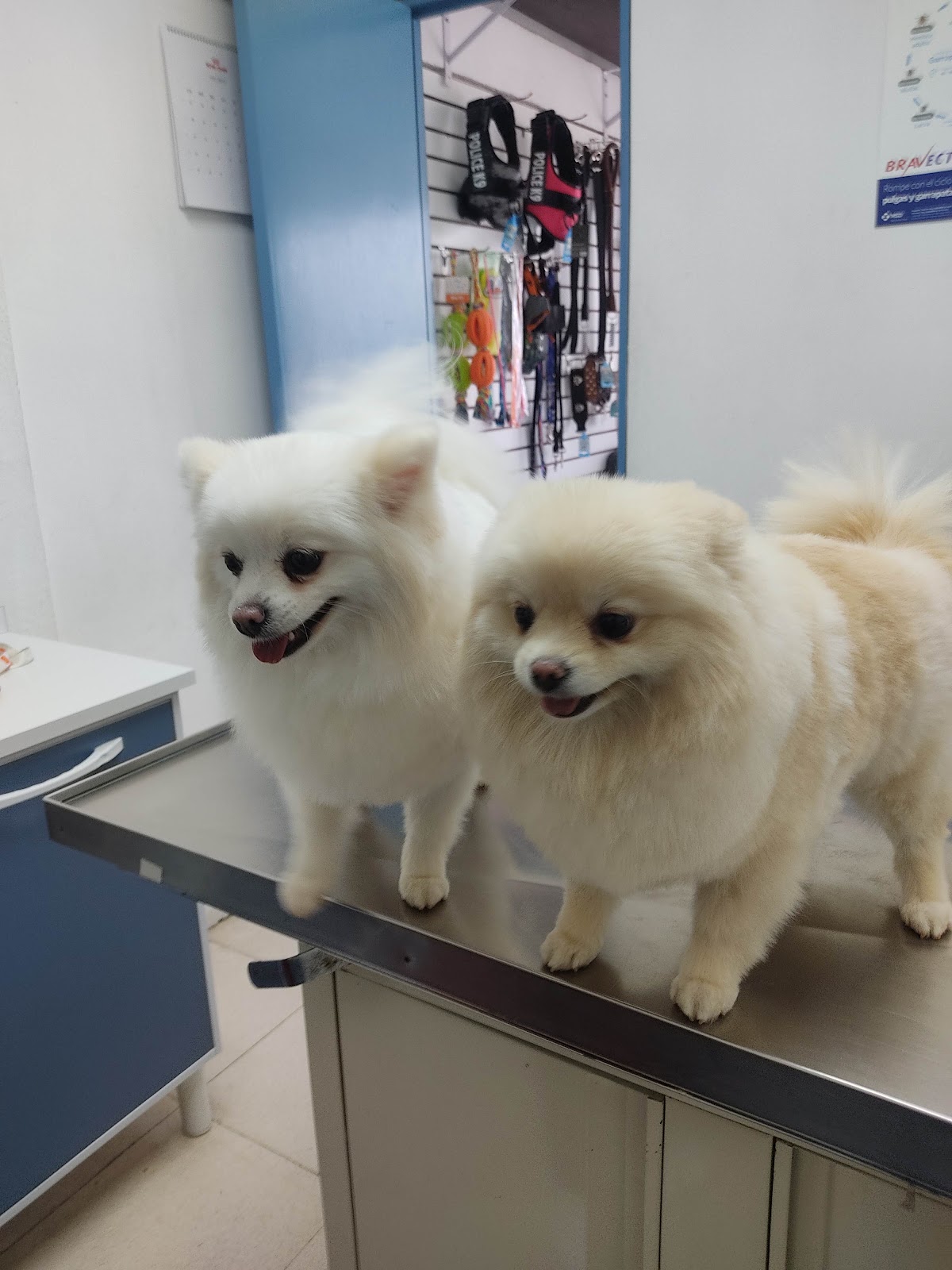 Veterinaria y Estética Canina "Villasur" — foto 4