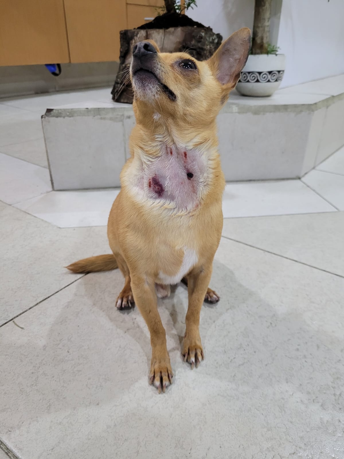 CLINICA VETERINARIA PEDRO SOTO — foto 4