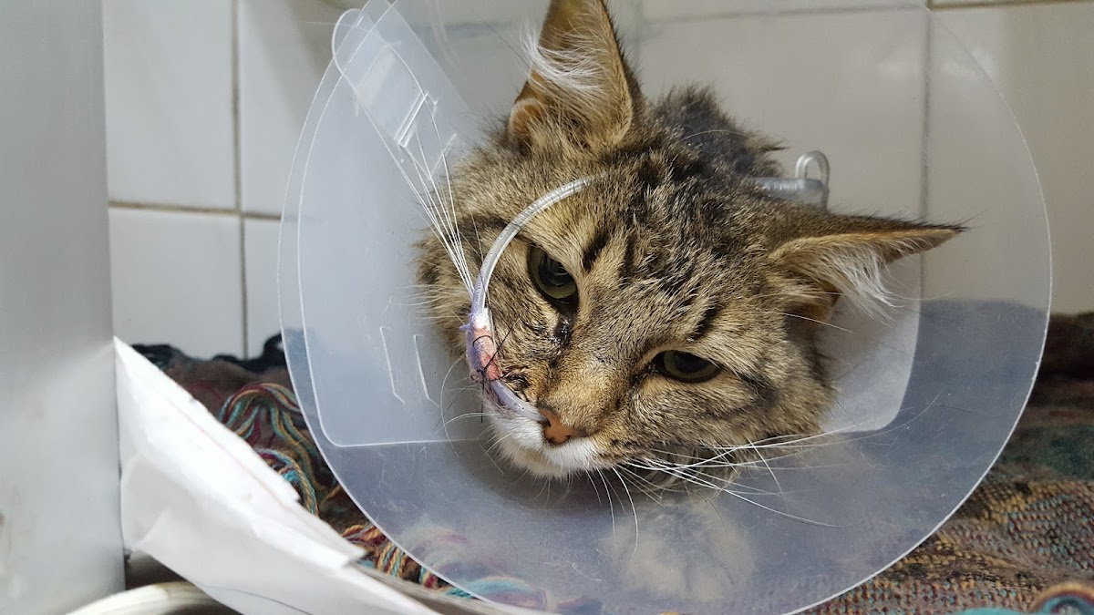 Clínica Veterinaria San Cristóbal — foto 4