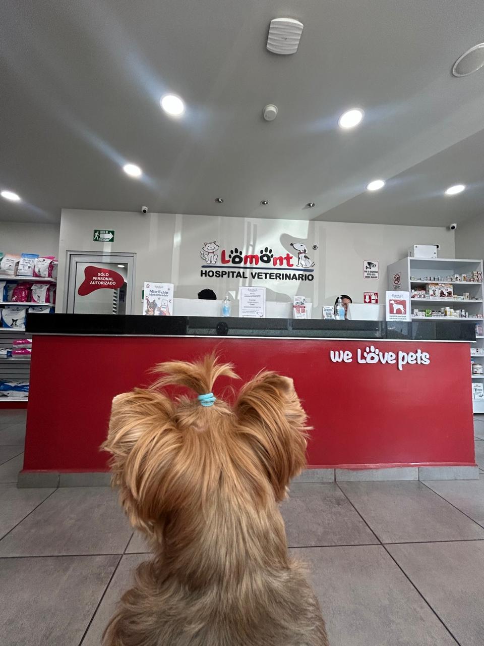Hospital Veterinario Lomont Cumbres (Traumatología, Ortopedía, Neurología, Cardiología, dermatología, Oncología, endoscopia — foto 3