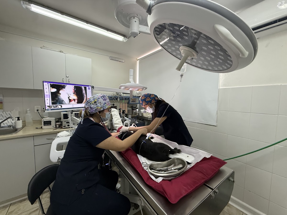 Alfa Animal Hospital Veterinario — foto 3