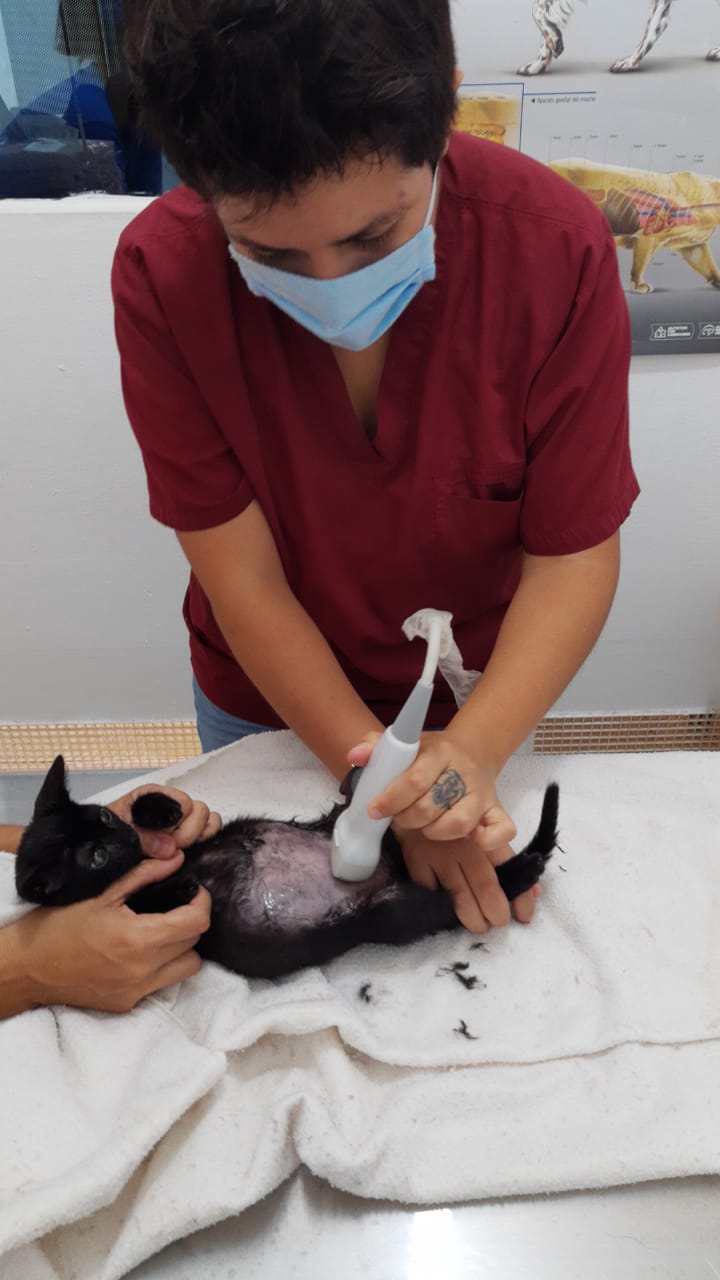 Clinica Veterinaria Fauna Silvestre y Mascotas