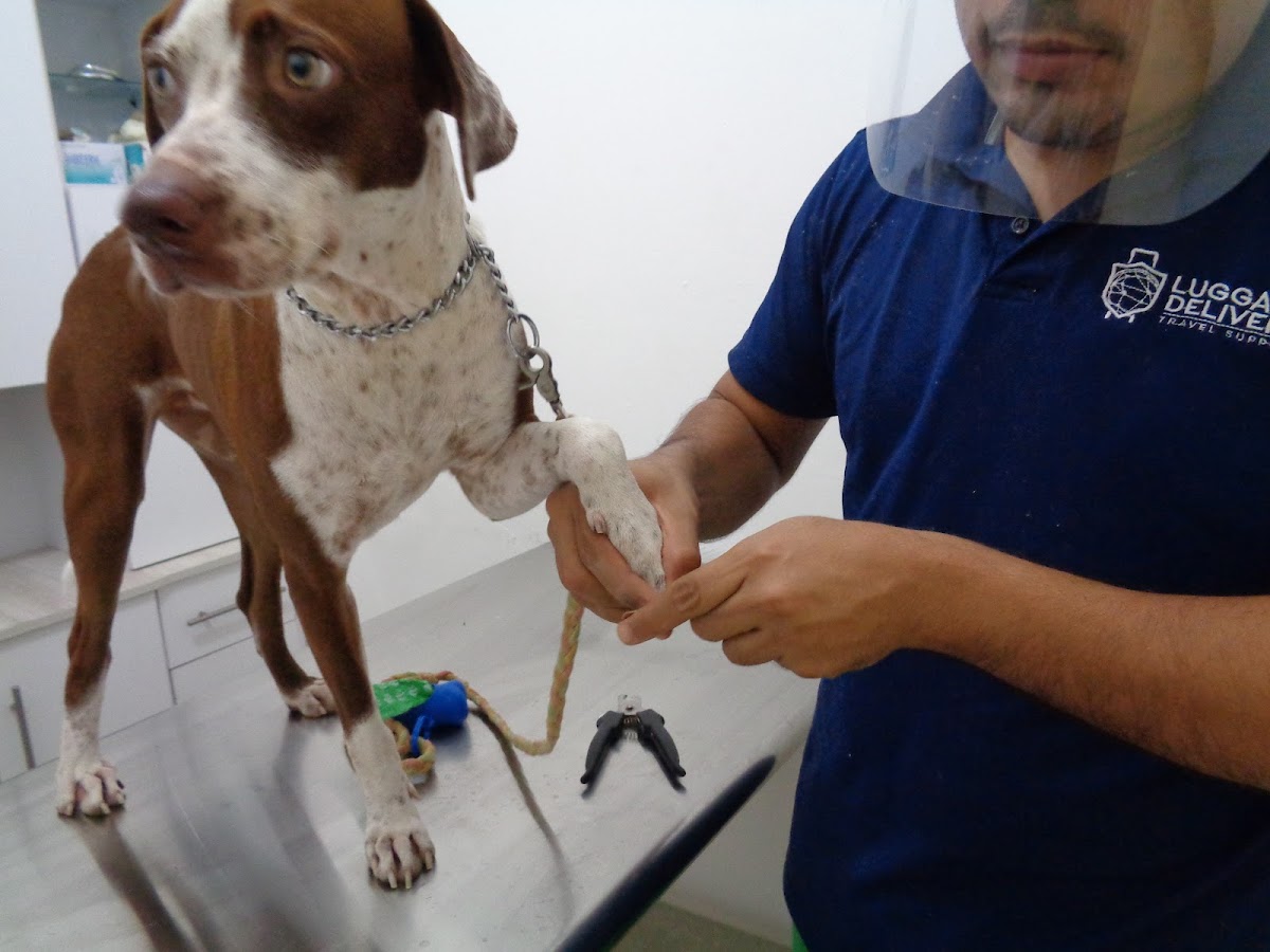 Clinica Veterinaria Fauna Silvestre y Mascotas — foto 3