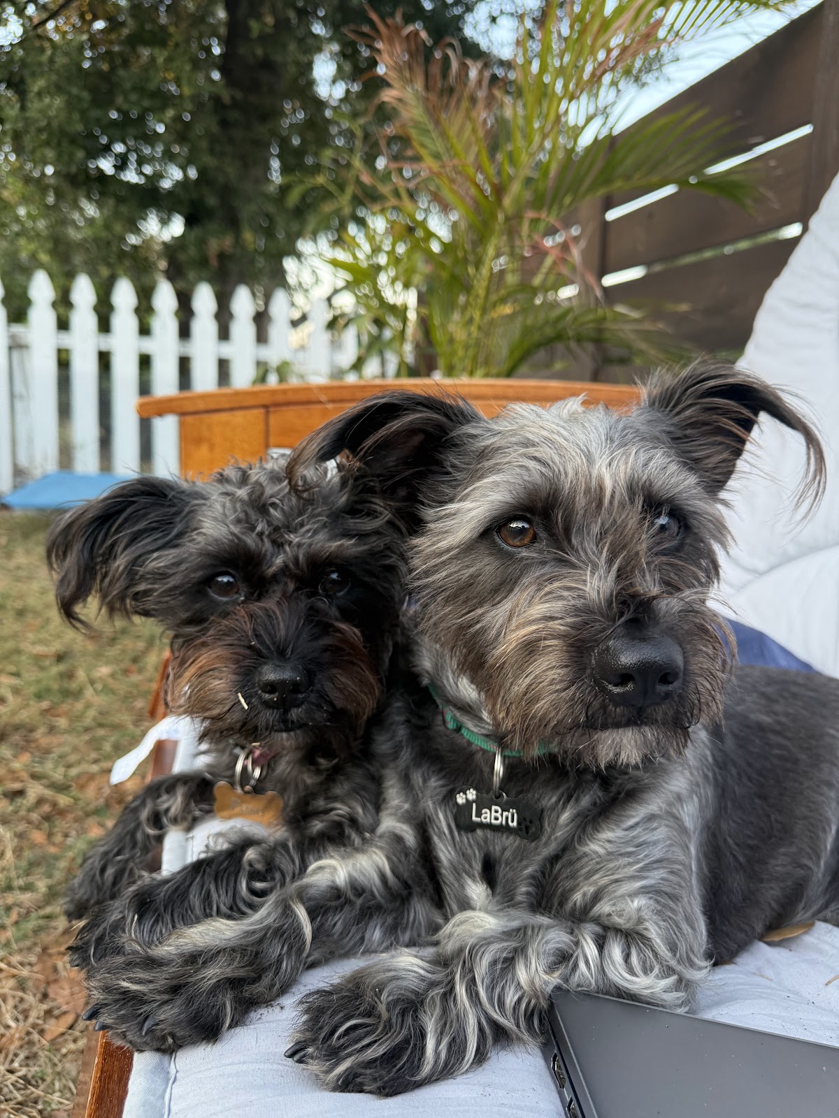 Clínica Veterinaria "La Mascota" — foto 4