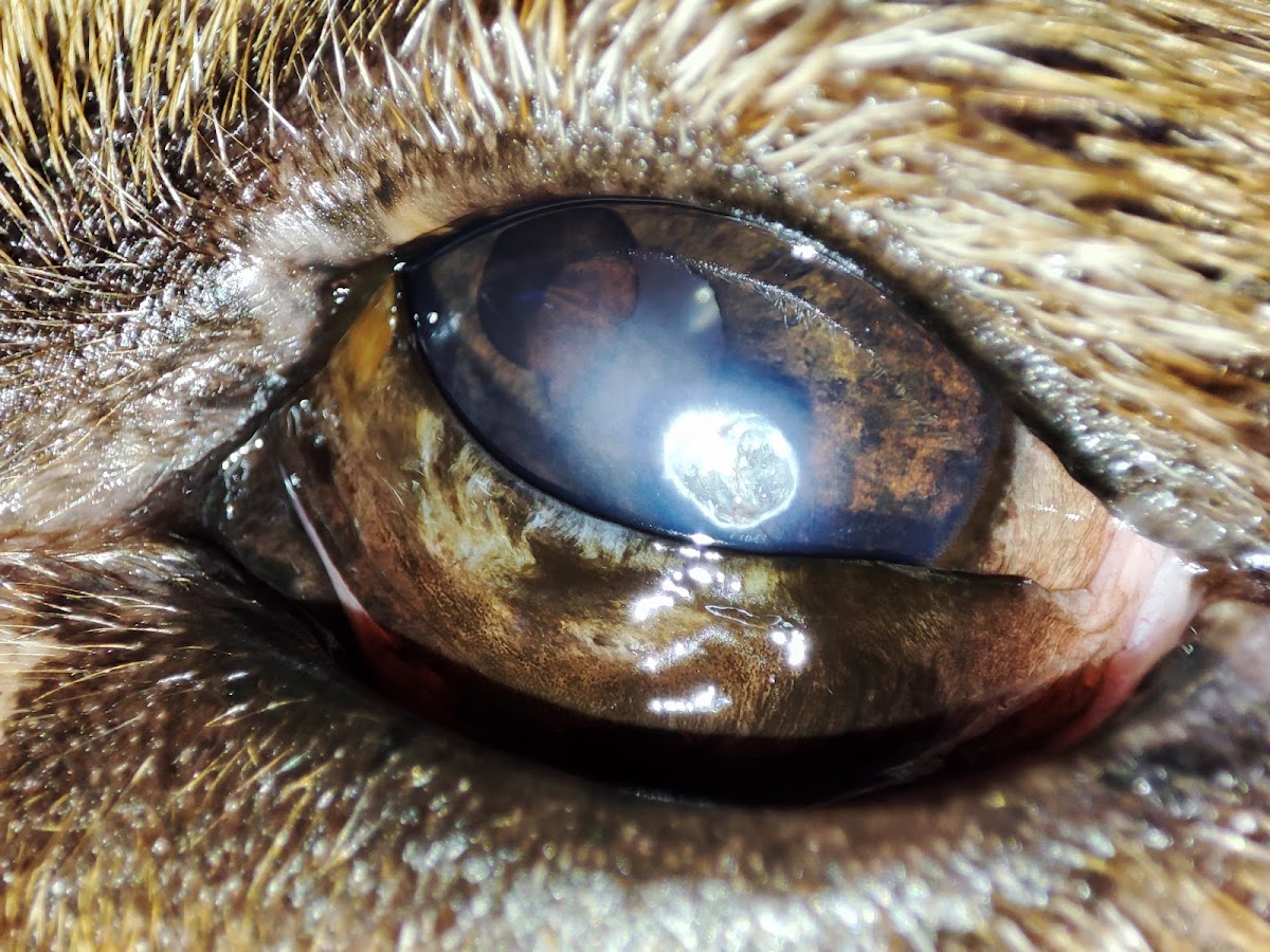 Clínica Veterinaria Antara