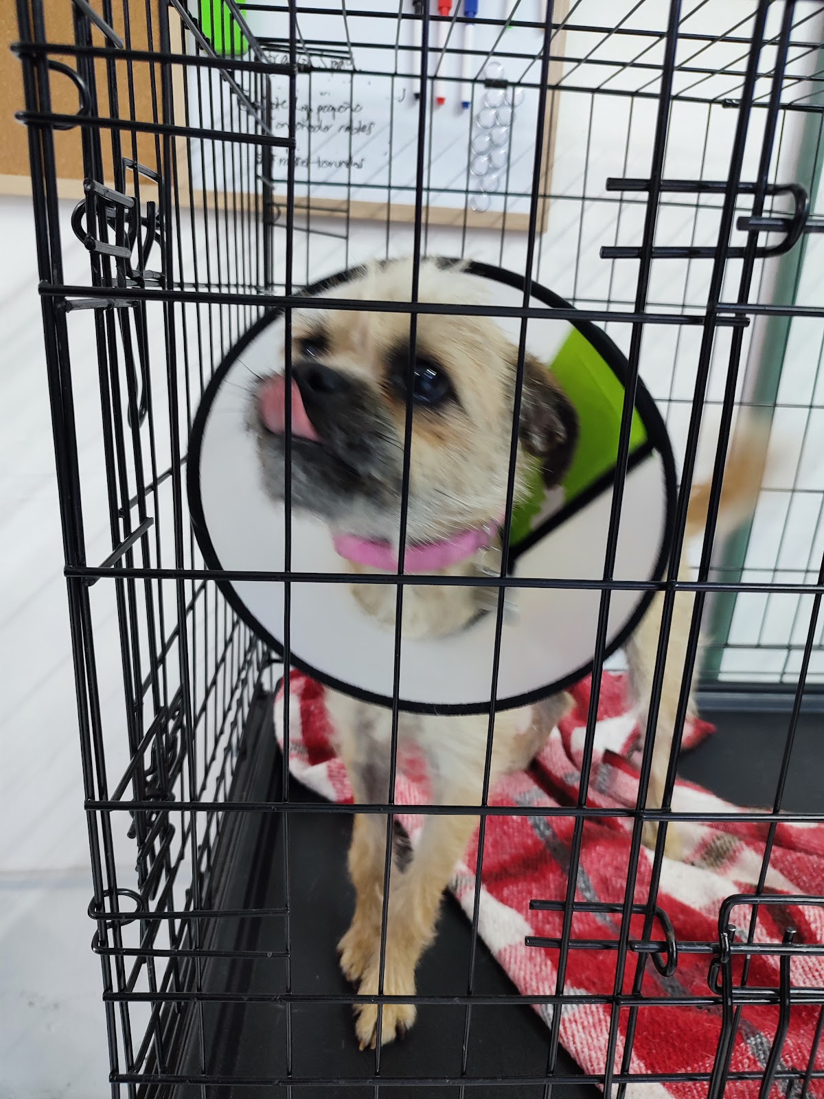 Clínica Veterinaria Antara — foto 3