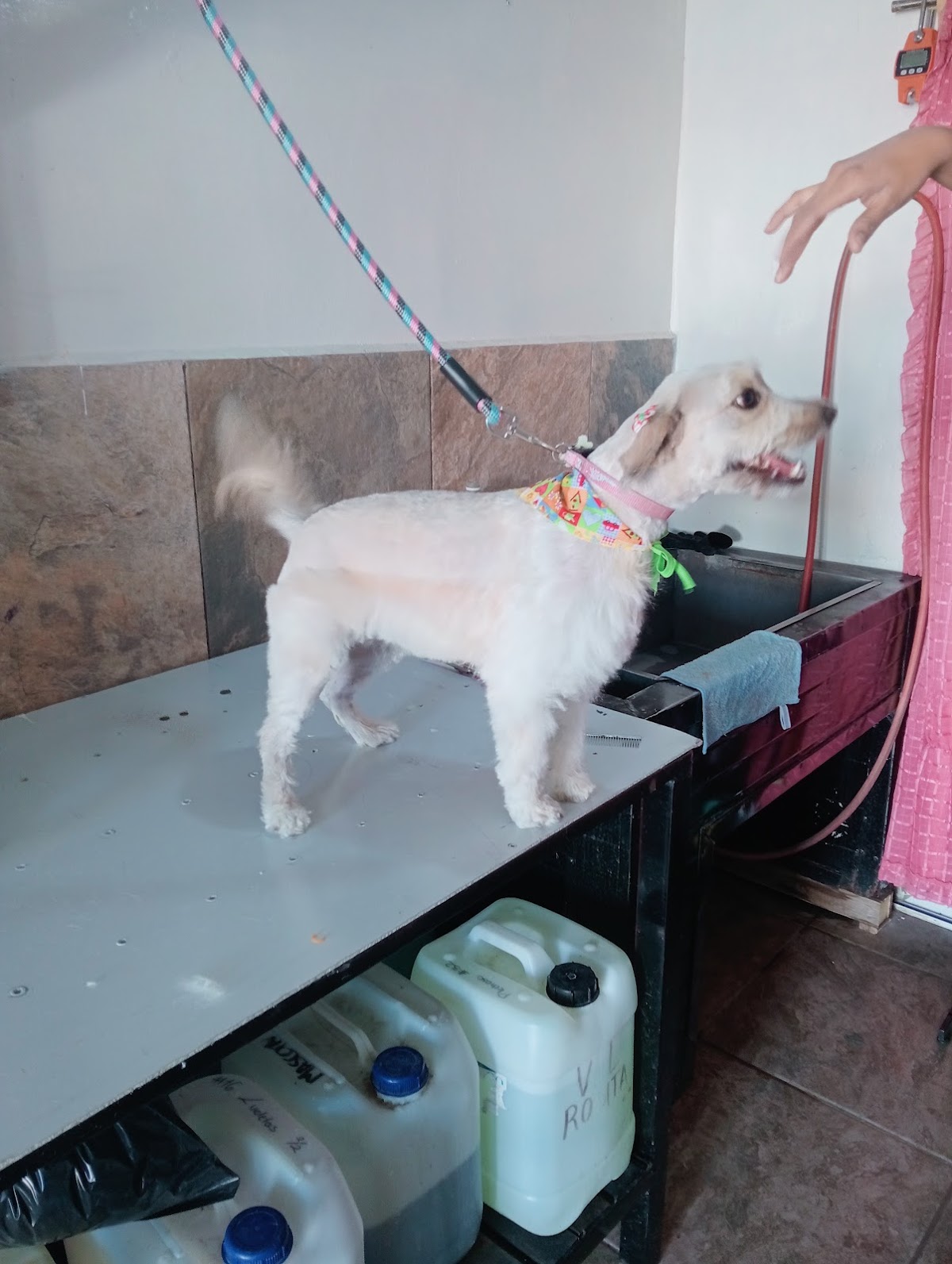 VETERINARIA CEJA-VET — foto 2