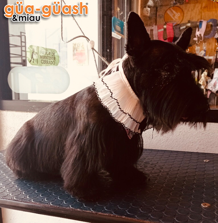 GUAGUASH & MIAU, veterinaria y estética canina — foto 3