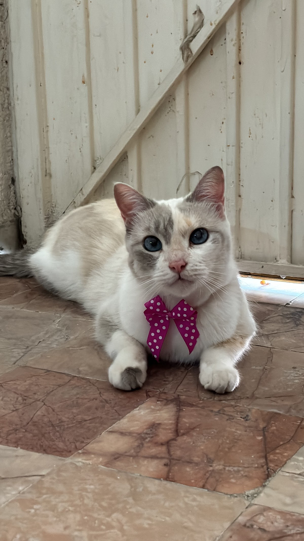 GUAGUASH & MIAU, veterinaria y estética canina — foto 4