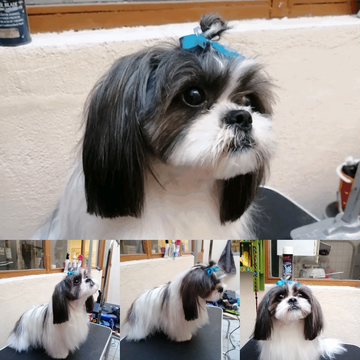 VETERINARIA FurBabiesVet — foto 3