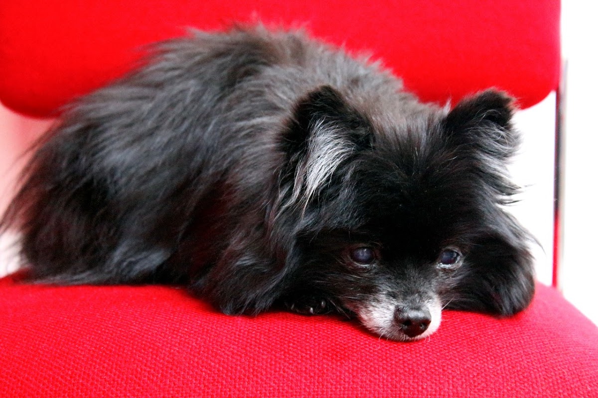 Clinica veterinaria pet center — foto 4