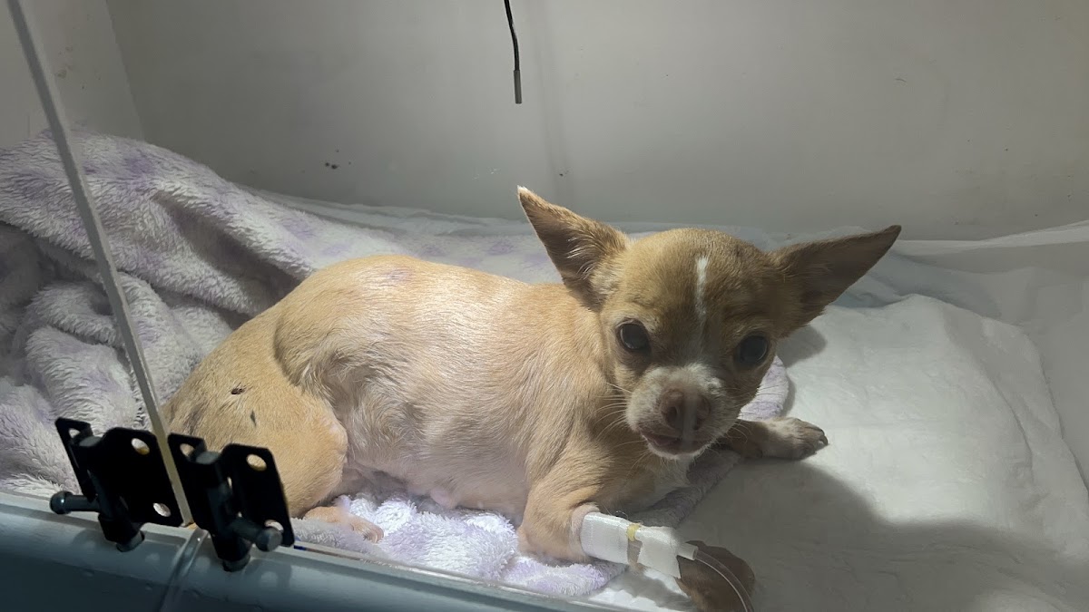 Veterinaria SmartVets, Otras zonas