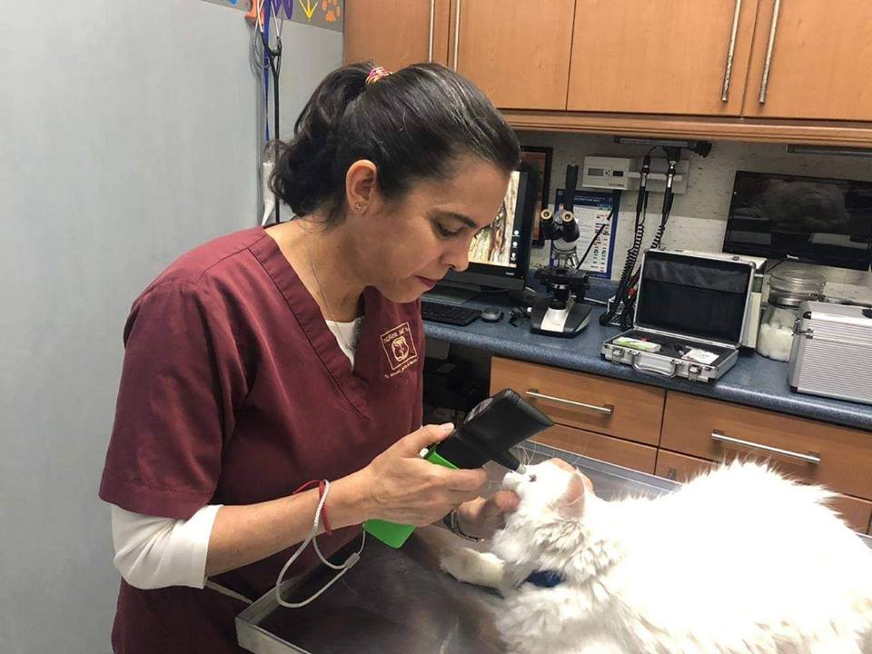 Hospital Veterinario Señor Dog´s — foto 2