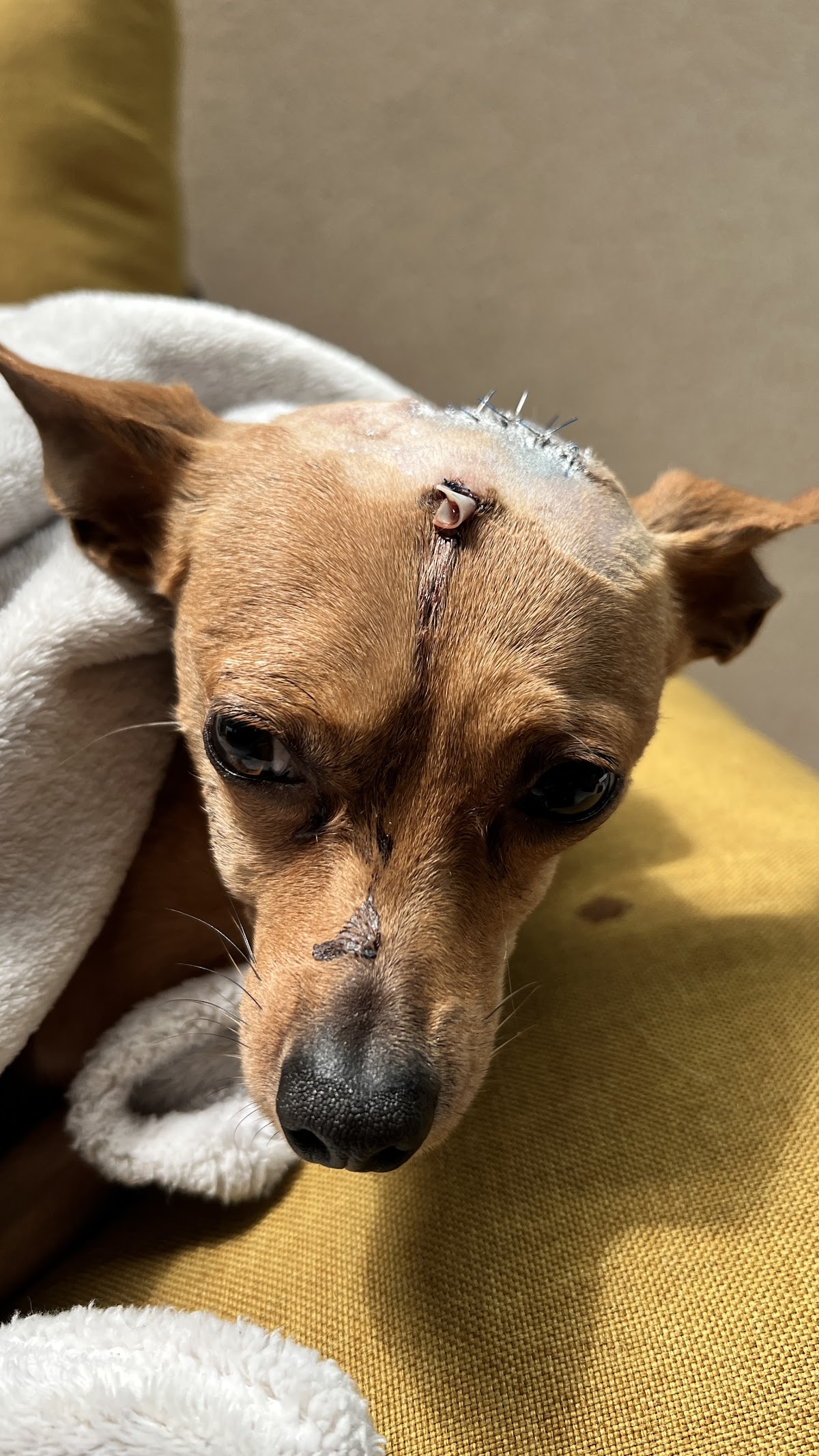 Hospital Veterinario Chapultepec Norte — foto 2