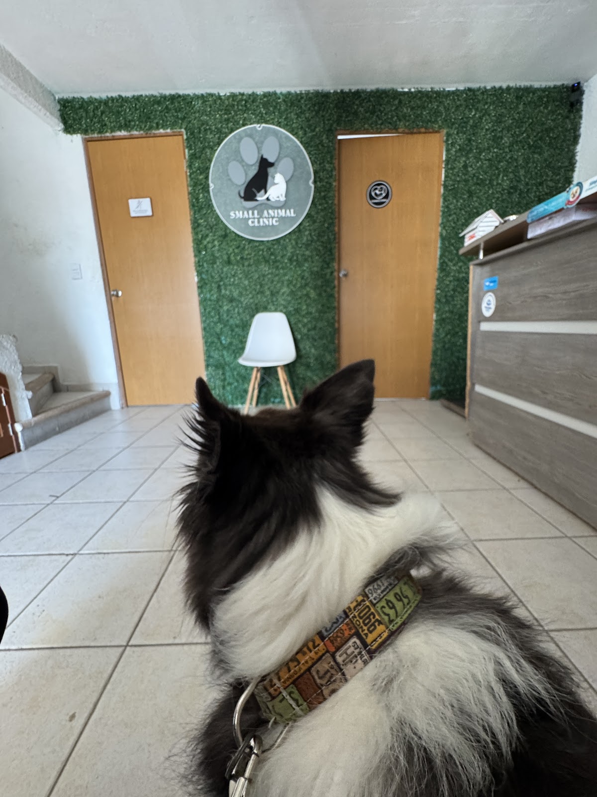 Small animal clinic cancun — foto 2