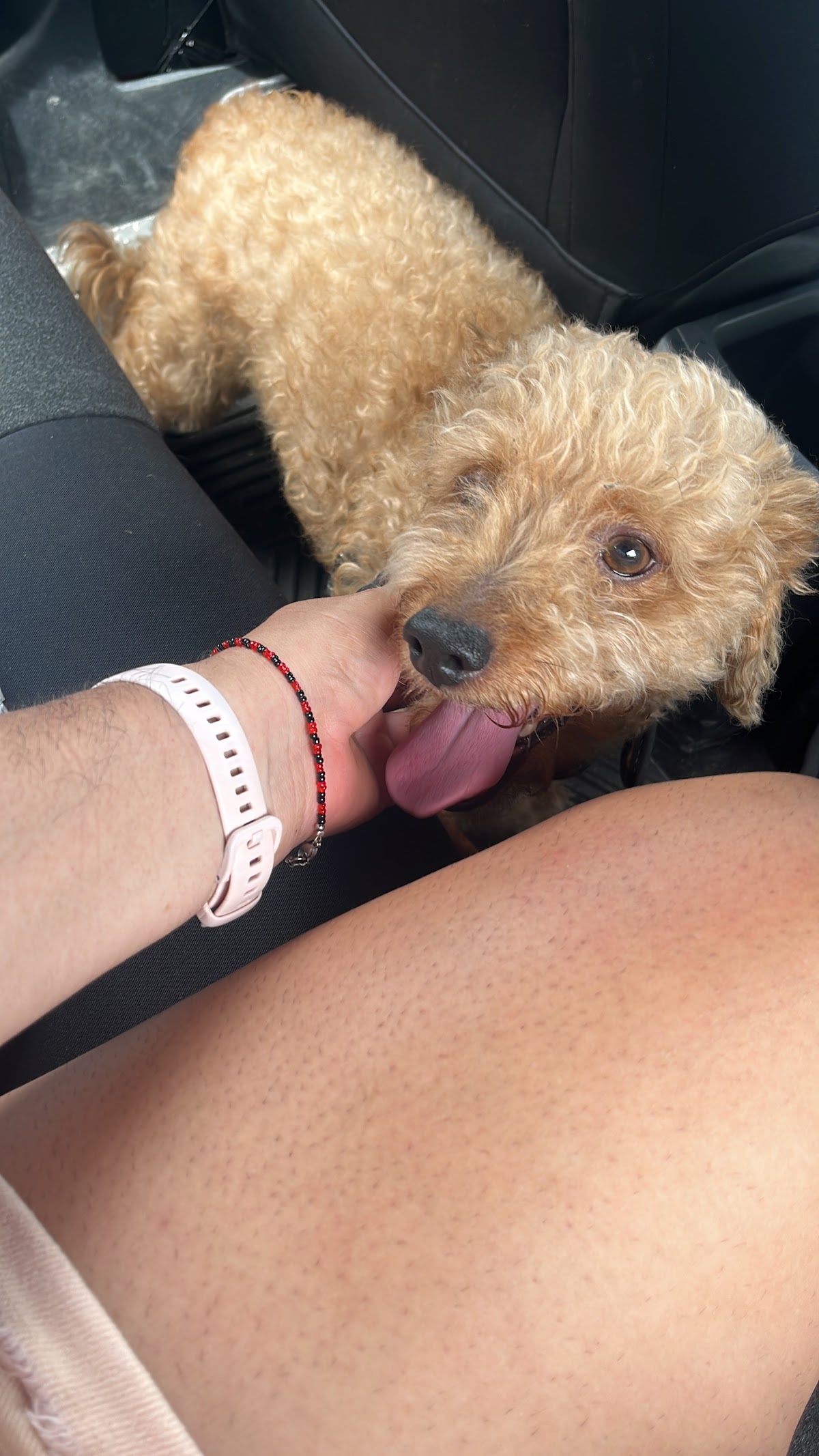 Small animal clinic cancun — foto 4