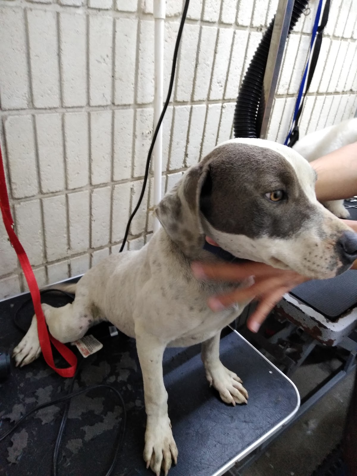CENTRO MEDICO VETERINARIO TIJUANA — foto 4