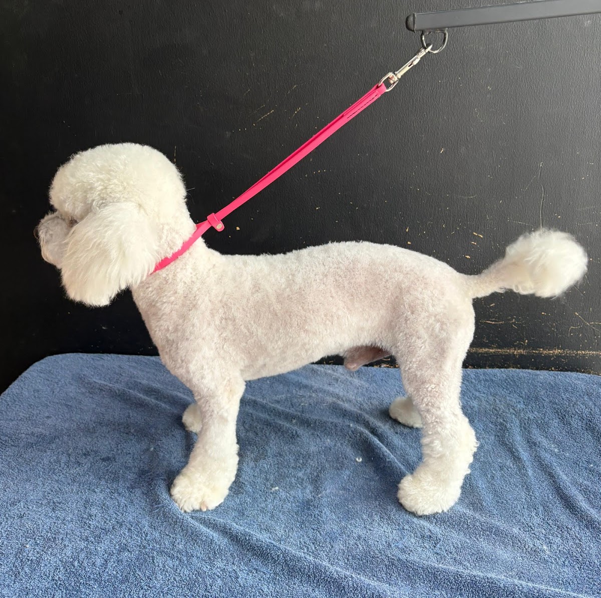 Veterinaria Hogar — foto 2