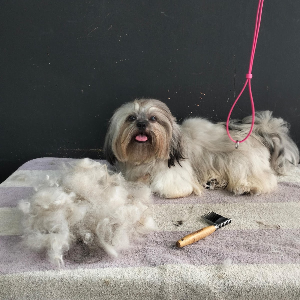 Veterinaria Hogar — foto 3