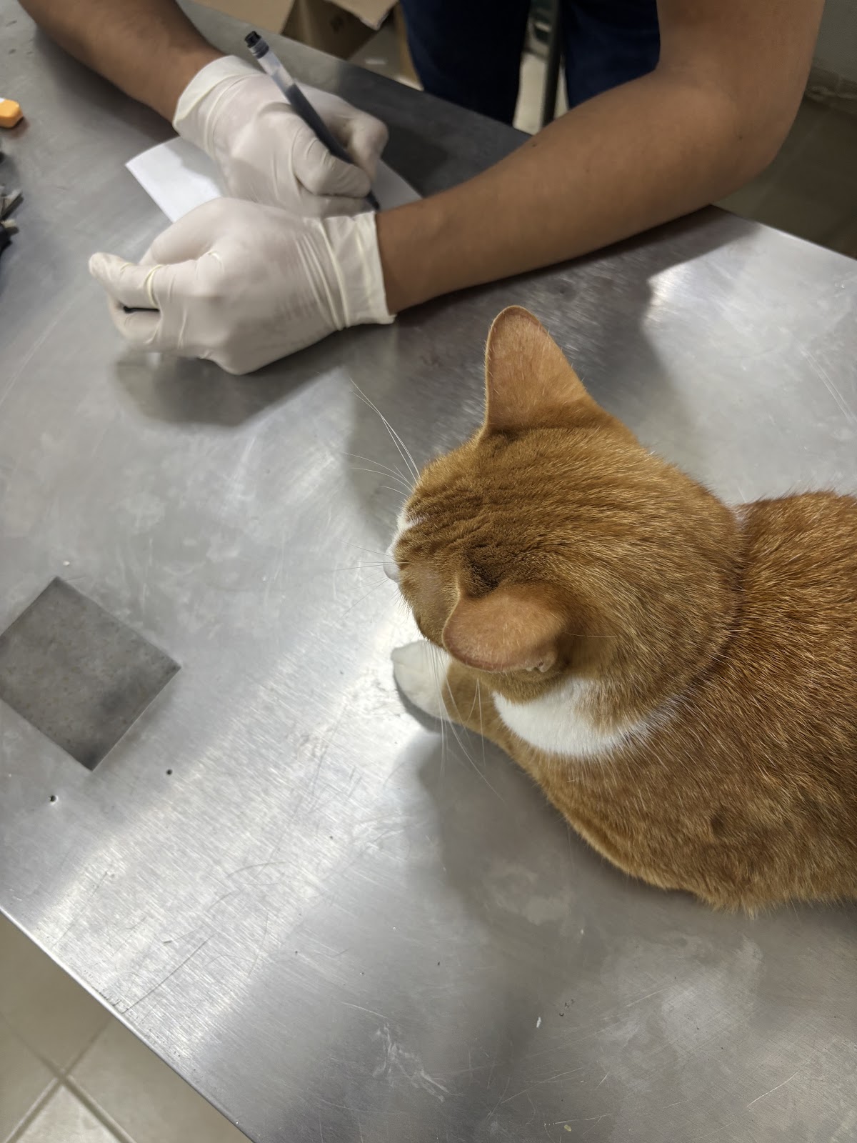Veterinaria ER — foto 2