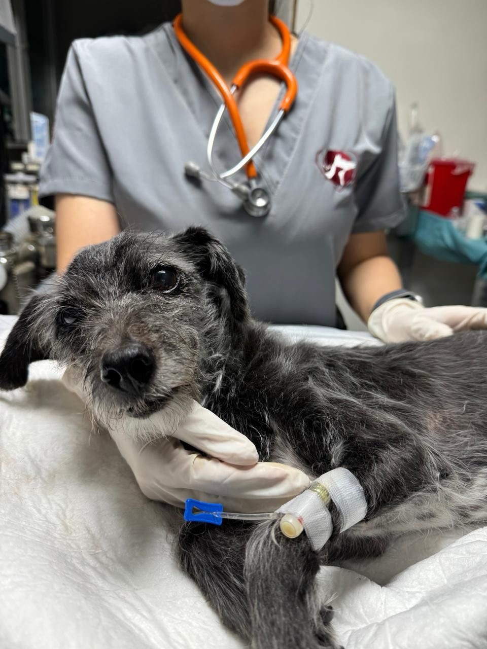 Cardiología integral veterinaria