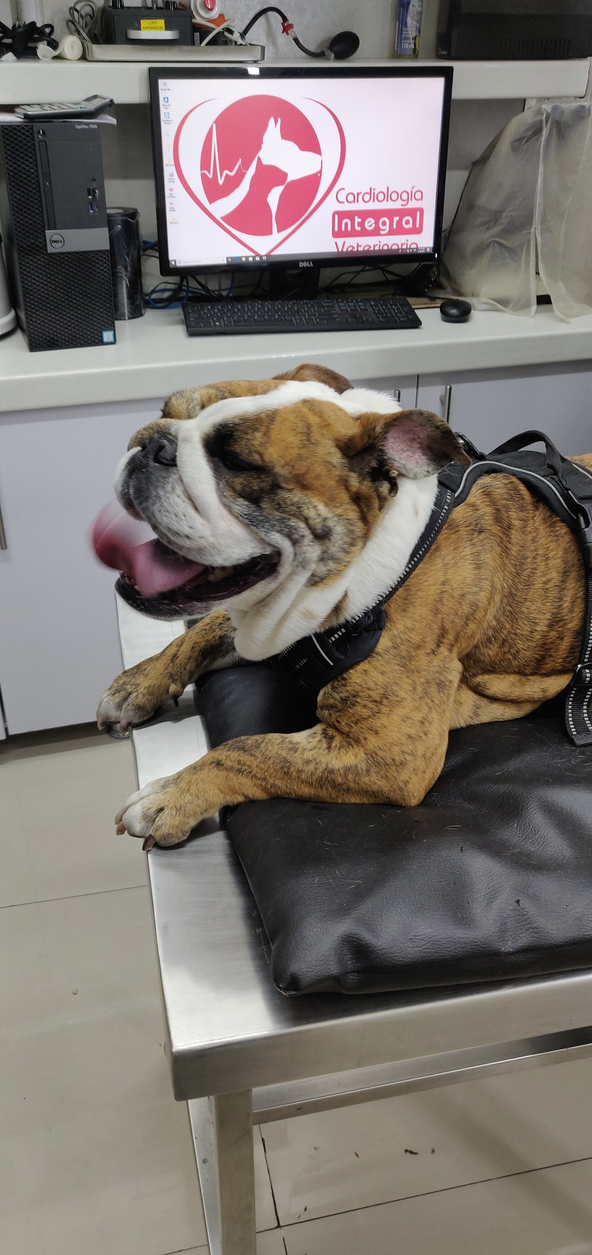 Cardiología integral veterinaria — foto 2
