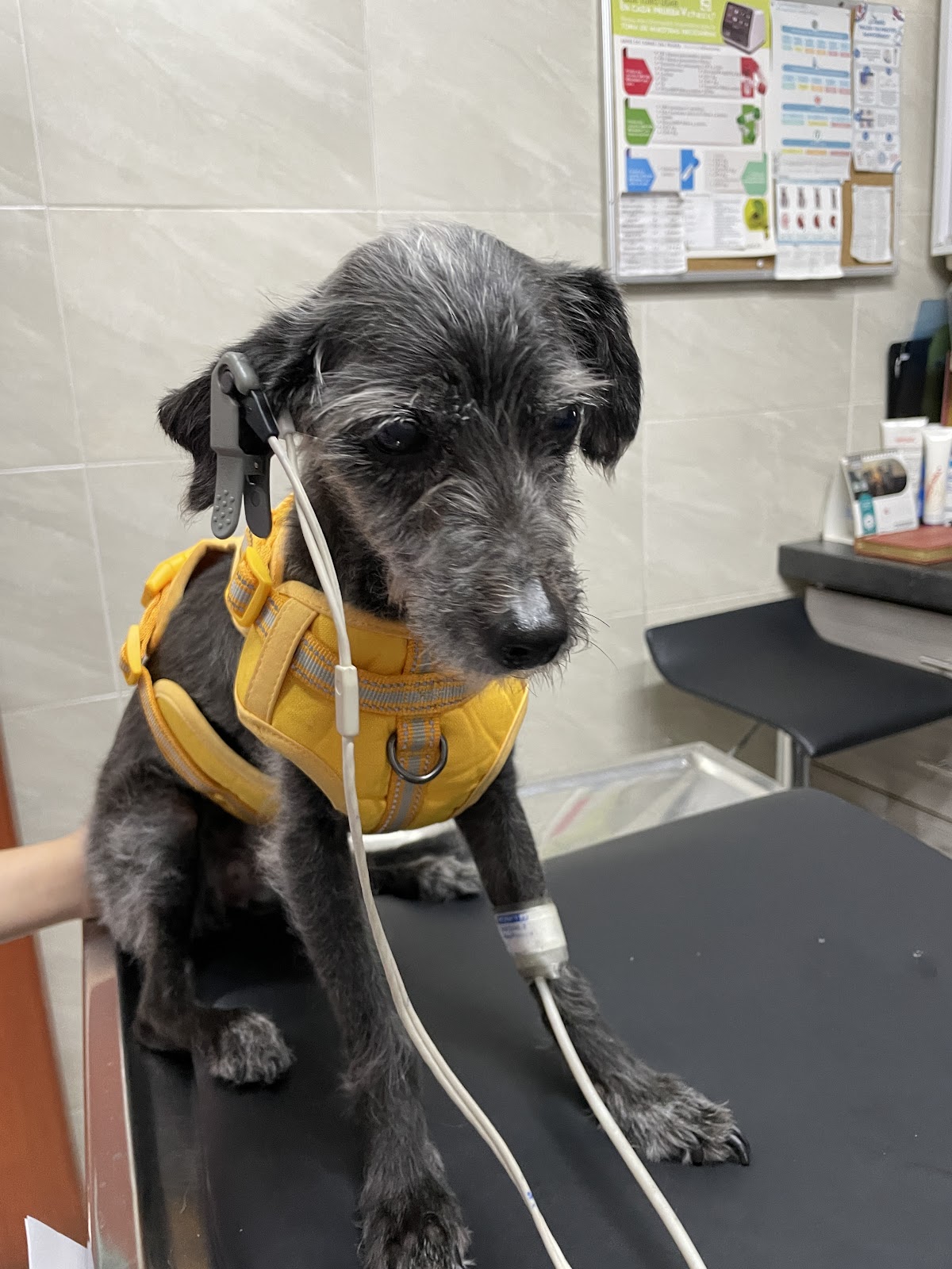 Cardiología integral veterinaria — foto 4