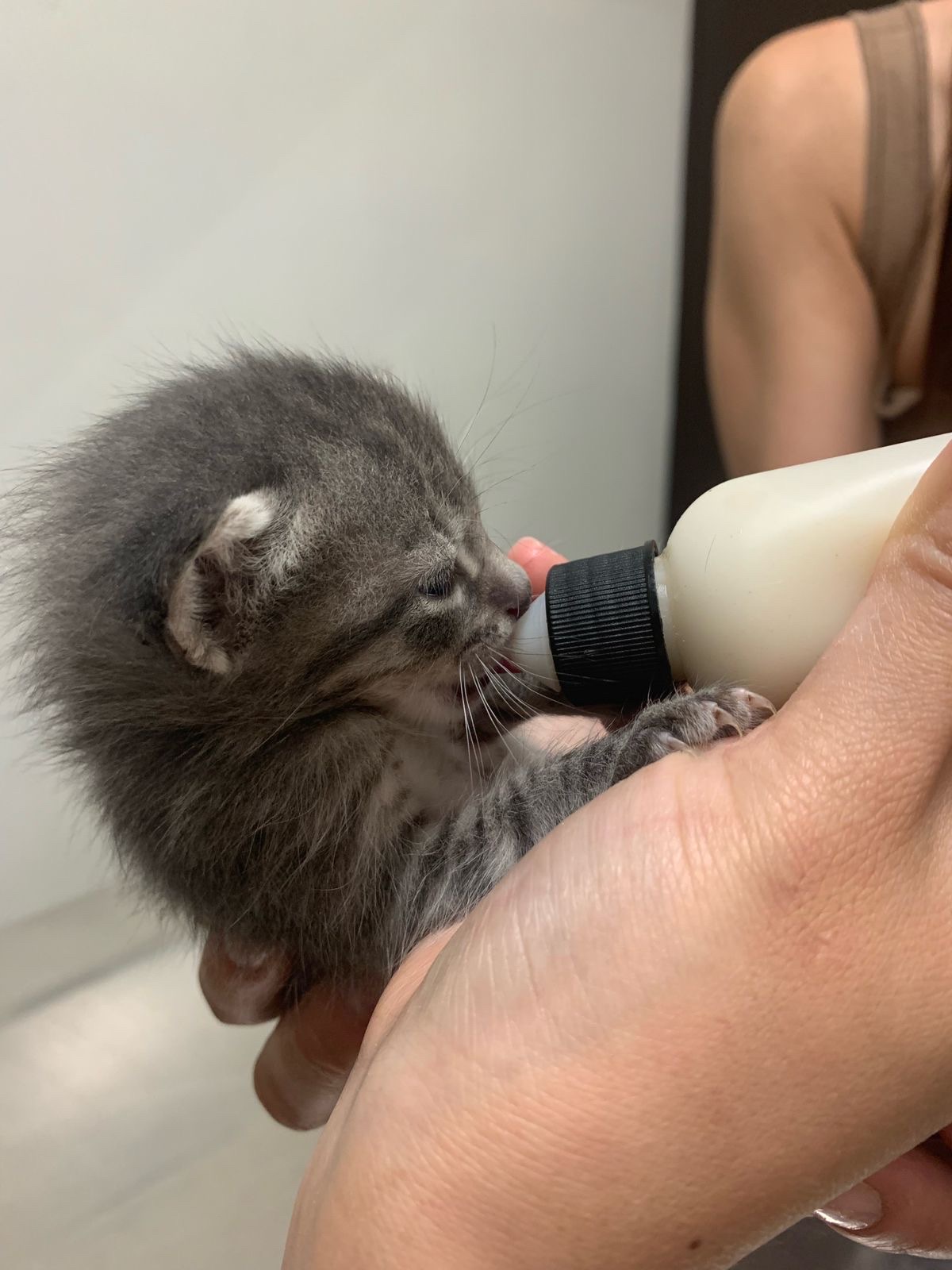 Hospital Veterinario Santa Lucía — foto 3