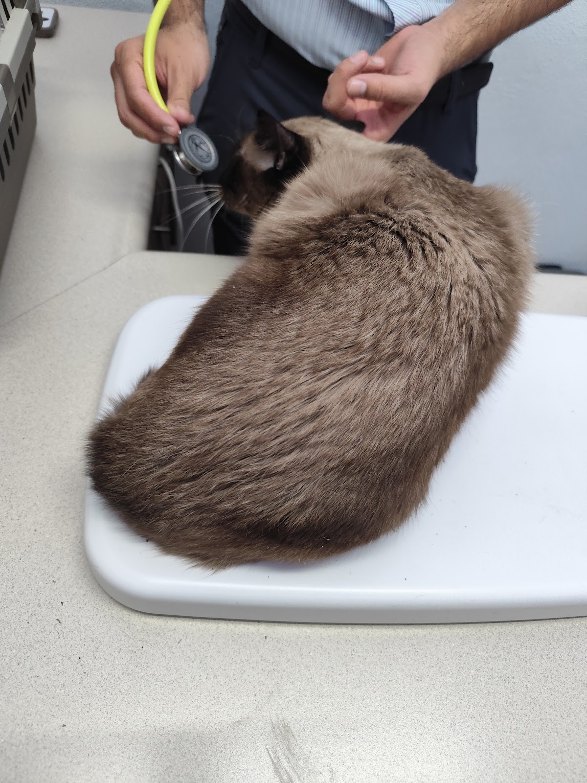 HosPet: Hospital Veterinario — foto 2