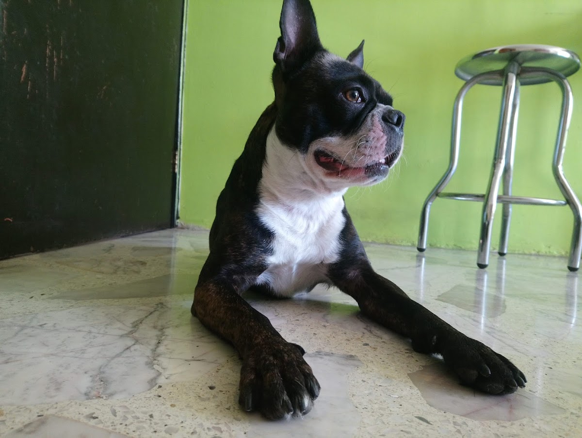 HosPet: Hospital Veterinario — foto 3