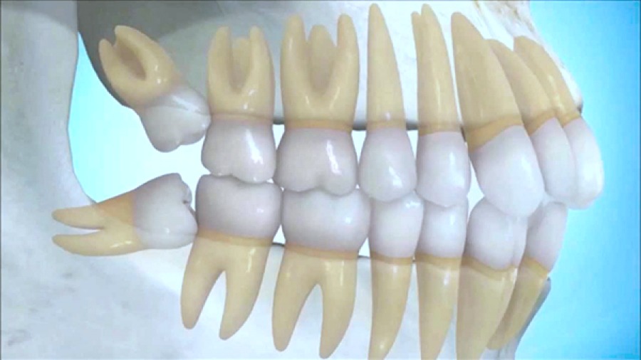 ODONTOLOGIA INTEGRAL PROFESIONAL