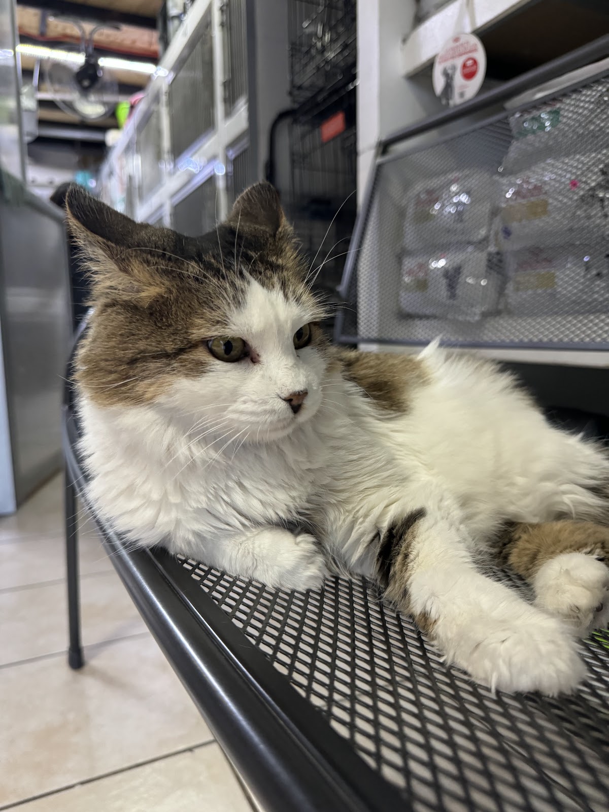La Veterinaria de Ofe