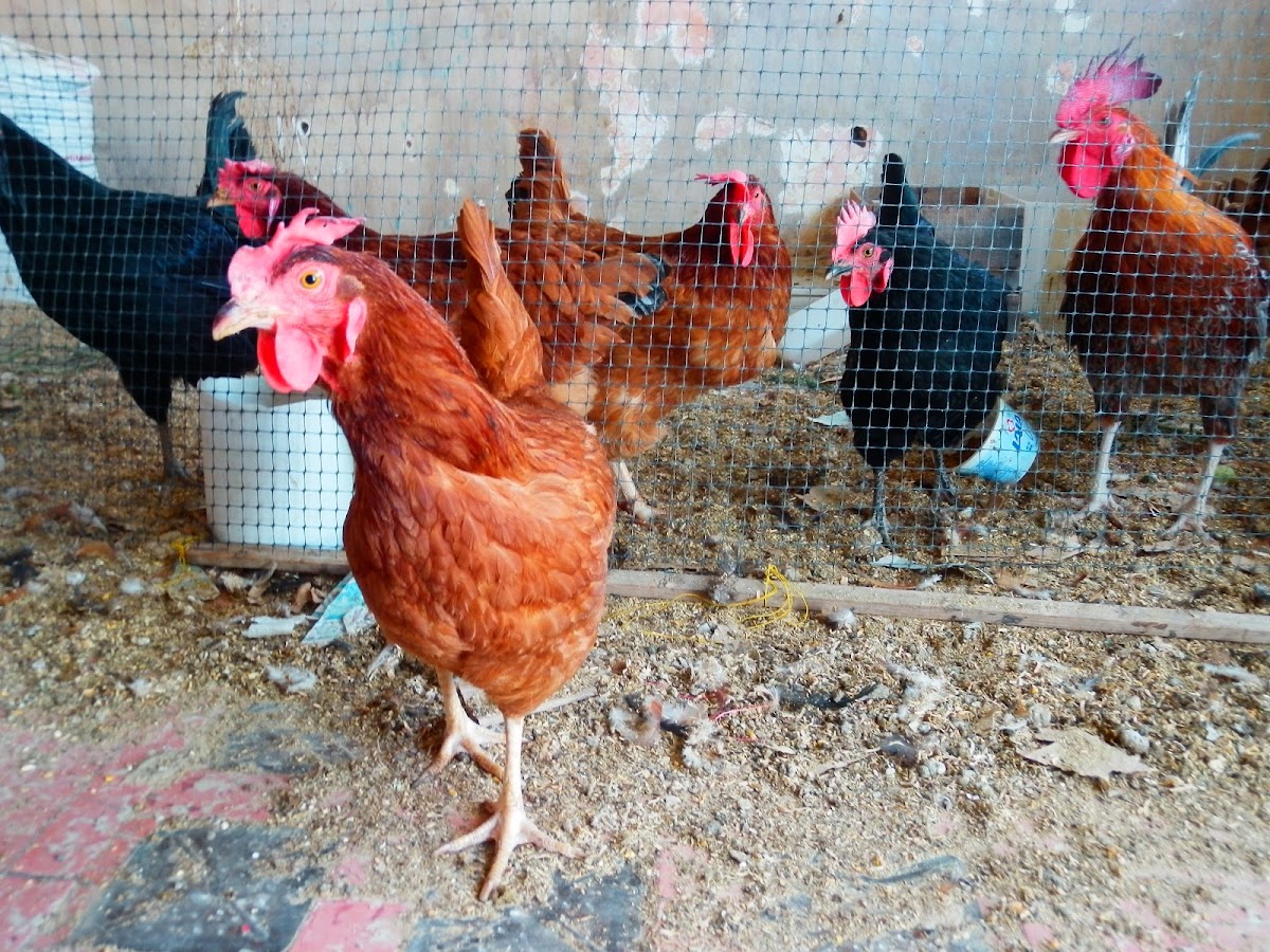 Veterinaria Zaragoza