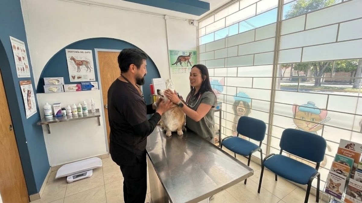 Pet Zoone Centro Veterinario