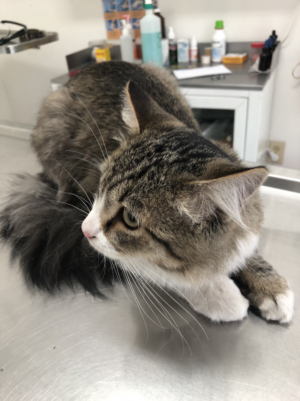 HOSPITAL VETERINARIO DARWIN — foto 3