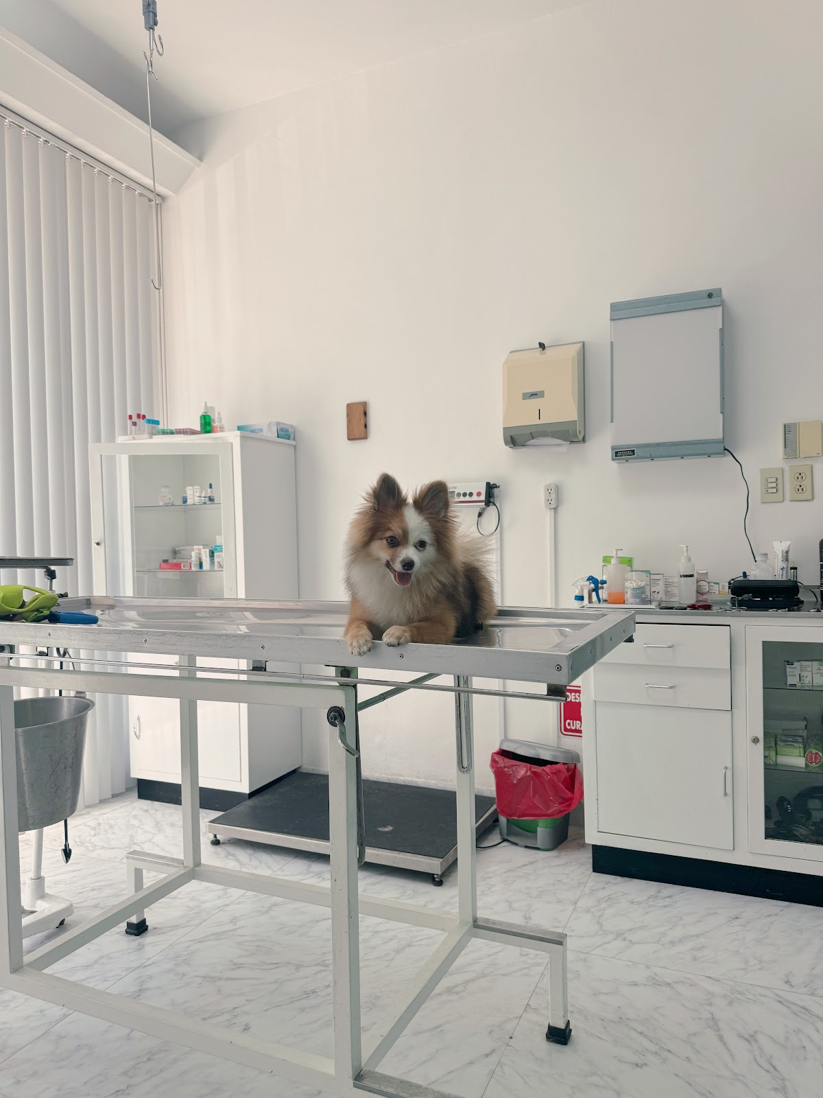 HOSPITAL VETERINARIO DARWIN — foto 4