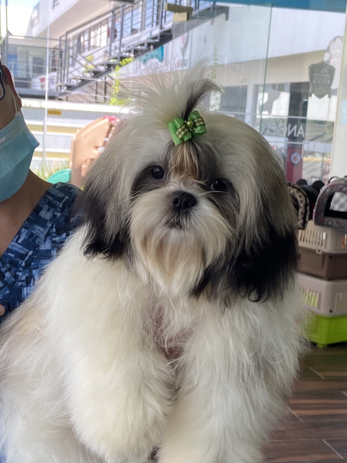 Angelópolis Clínica Veterinaria