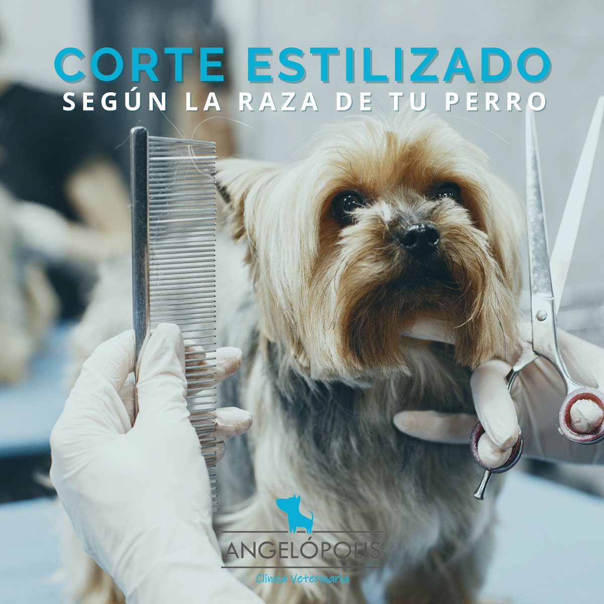Angelópolis Clínica Veterinaria — foto 3