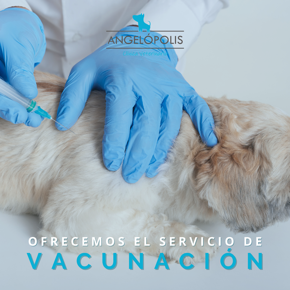 Angelópolis Clínica Veterinaria — foto 4