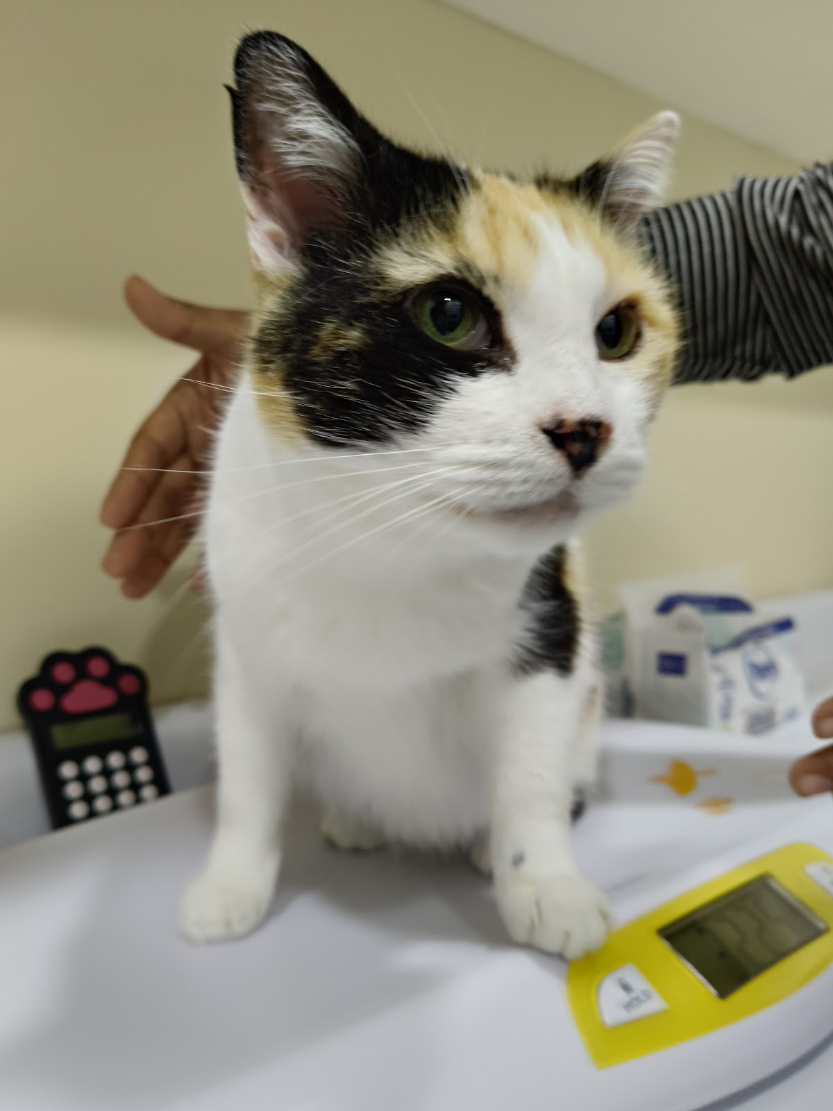 Hospital para Gatos CatCare Condesa