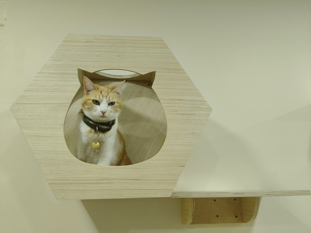 Hospital para Gatos CatCare Condesa — foto 4