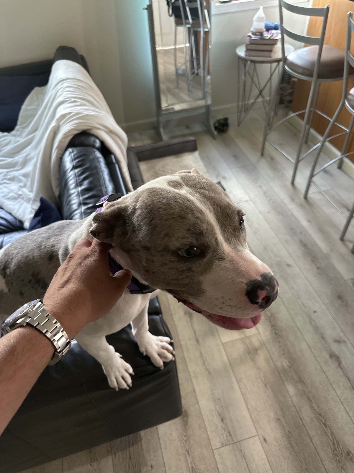 Clínica Veterinaria JHP Cholula — foto 4