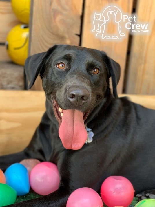PetCrew Spa & Care — foto 2