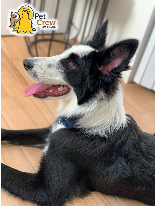 PetCrew Spa & Care — foto 3
