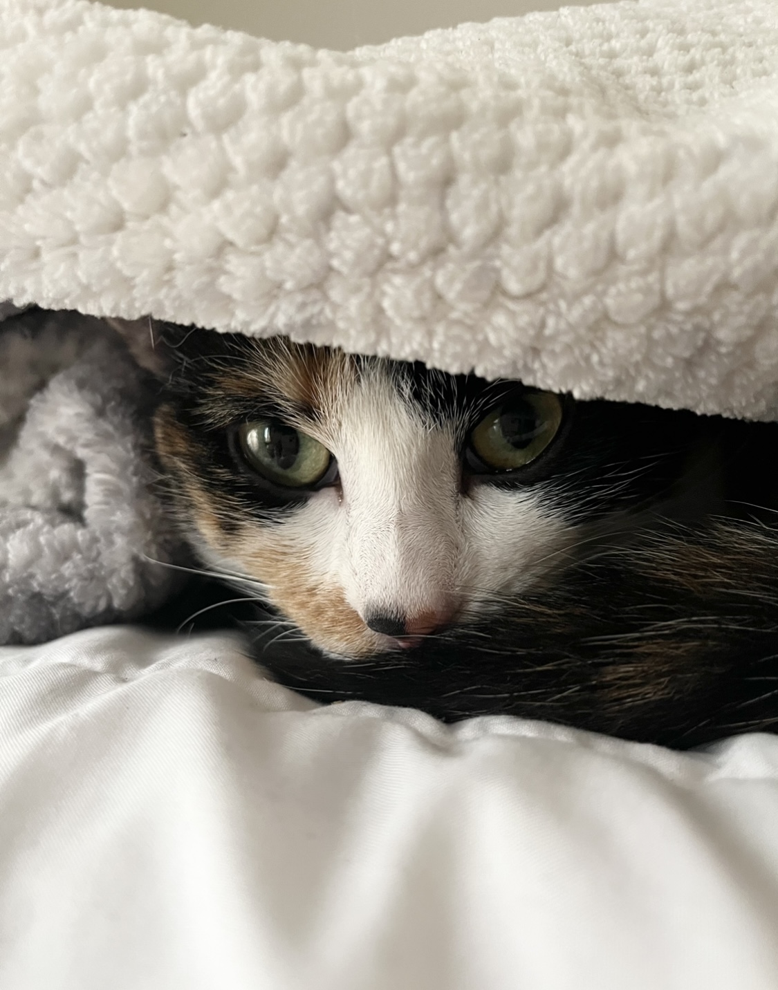 PetCrew Spa & Care — foto 4