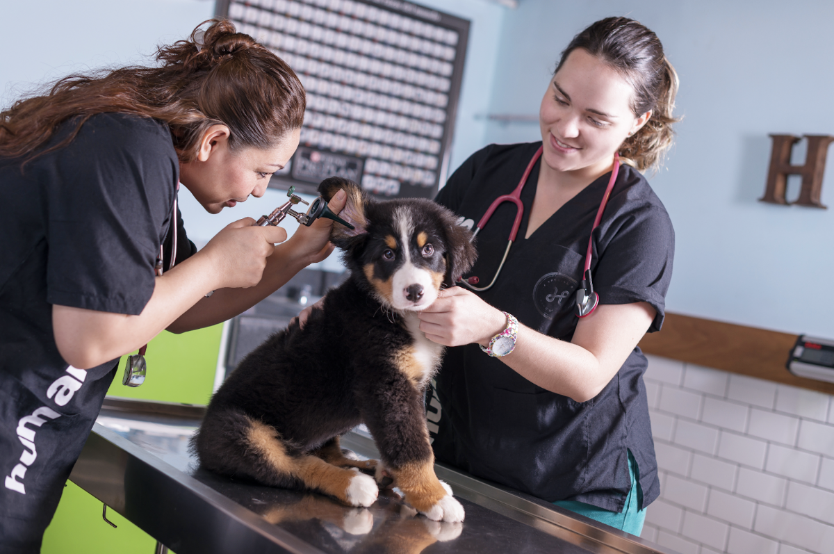 Veterinaria Humanimals Odara — foto 3