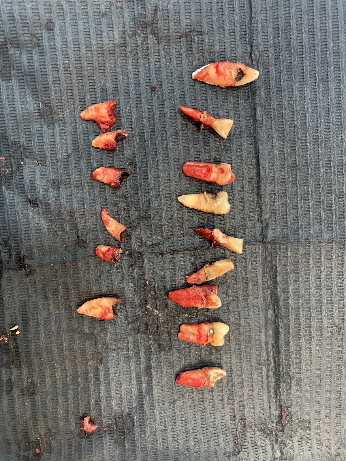 Ortho Kaizen — foto 4