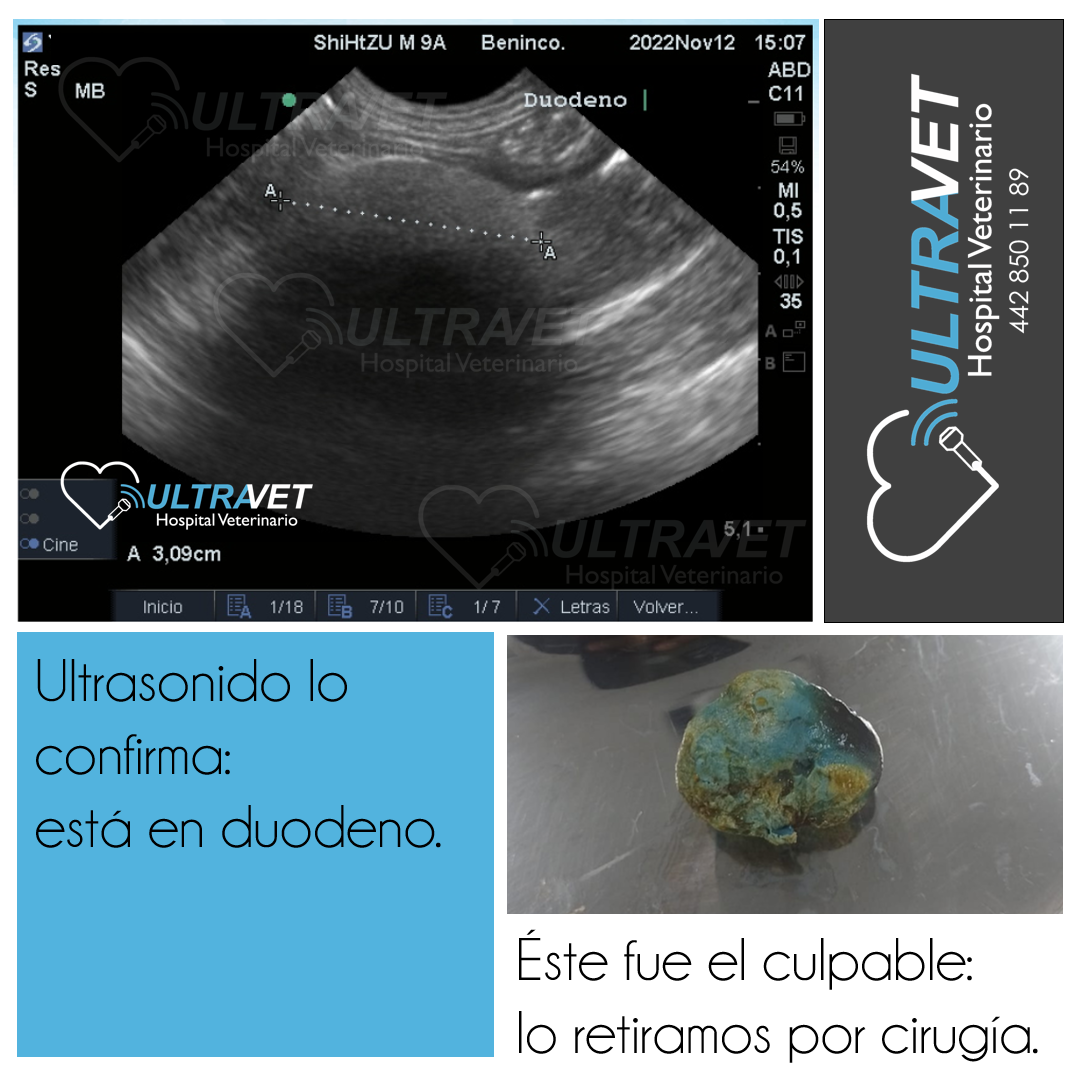 Ultravet Hospital Veterinario — foto 2