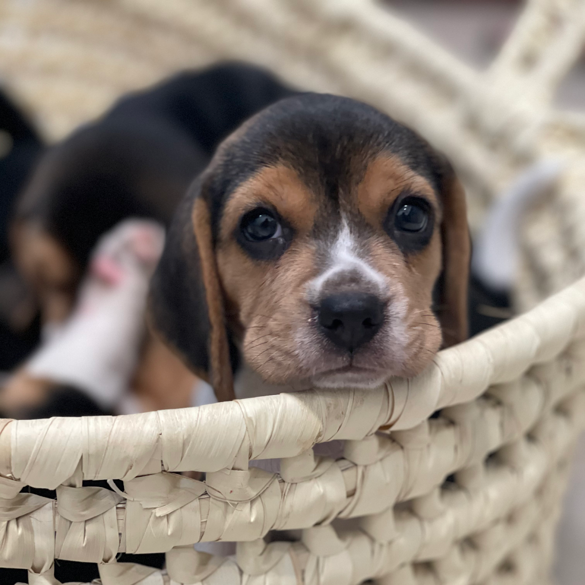 Kolitas Veterinaria Cancun — foto 4
