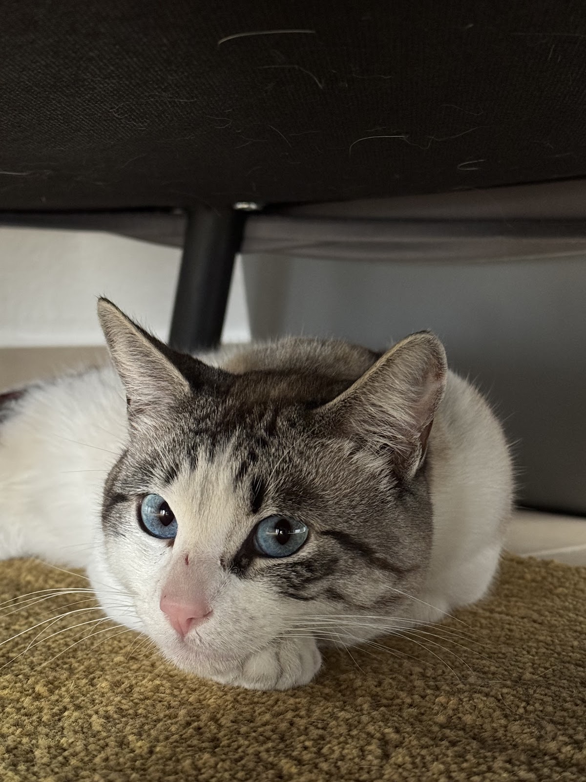 Clínica Para Animales Dra. Martha María — foto 4